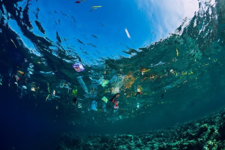 Migratory Species Among Most Vulnerable To Plastic Pollution: UN Report ...