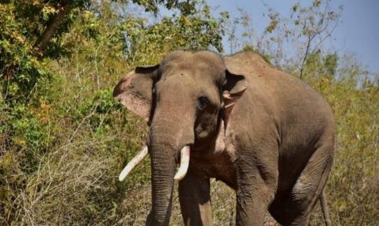 Mutilated Tusker Carcass Found In Baramba Forest 