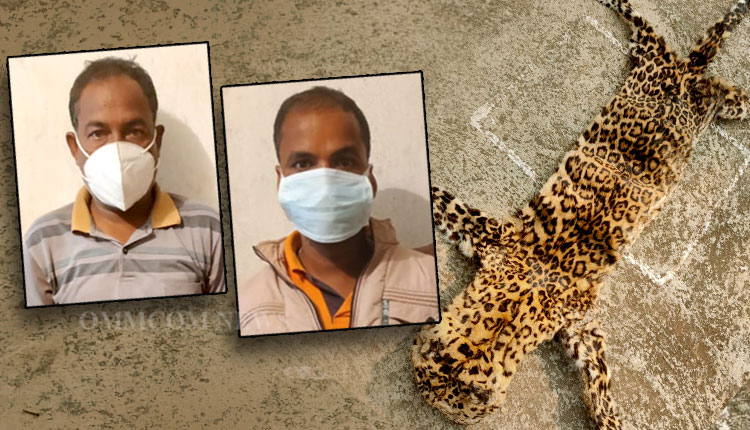 STF Seizes One Leopard Skin In Mayurbhanj, Two Held