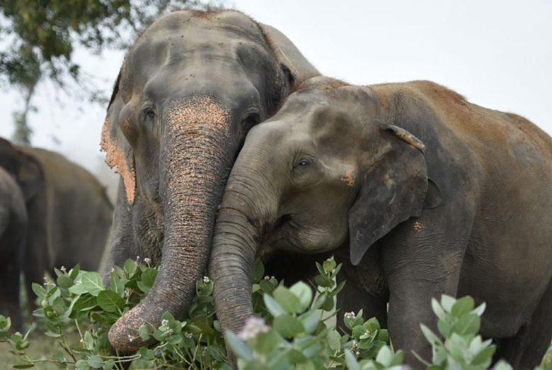 Forest Staff Get Crash Course On Diverting Wild Elephants In Tirumala ...