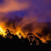 Bushfire