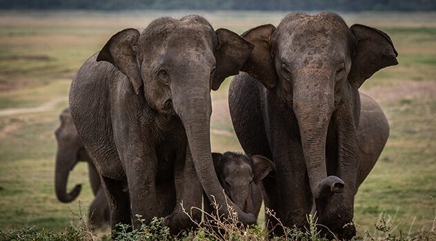 elephant population