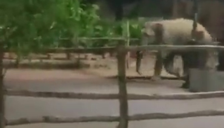 Elephant Enters Capital City, Tranquilised After Hours
