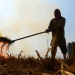 stubble burning