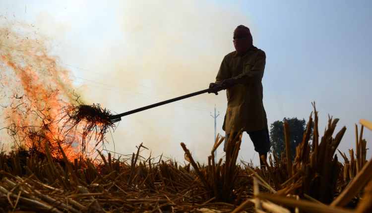 stubble burning