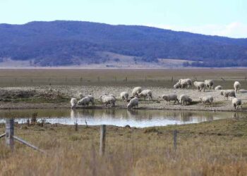 LAKE GEORGE, Aug. 11, 2018 (Xinhua) -- Sheep drink water on the dried lakebed of Lake George in Australia, Aug. 11, 2018. Australia suffers through its worst drought in decades.