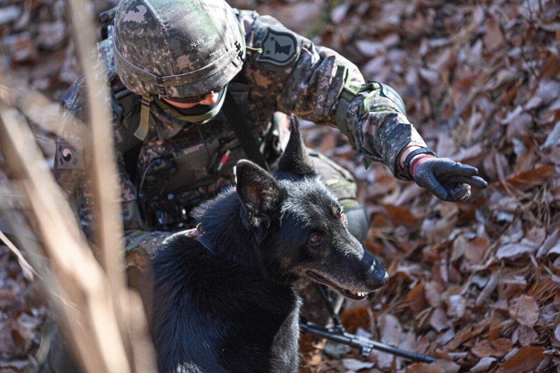 at what age do military dogs retire