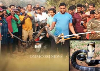 king cobra rescued