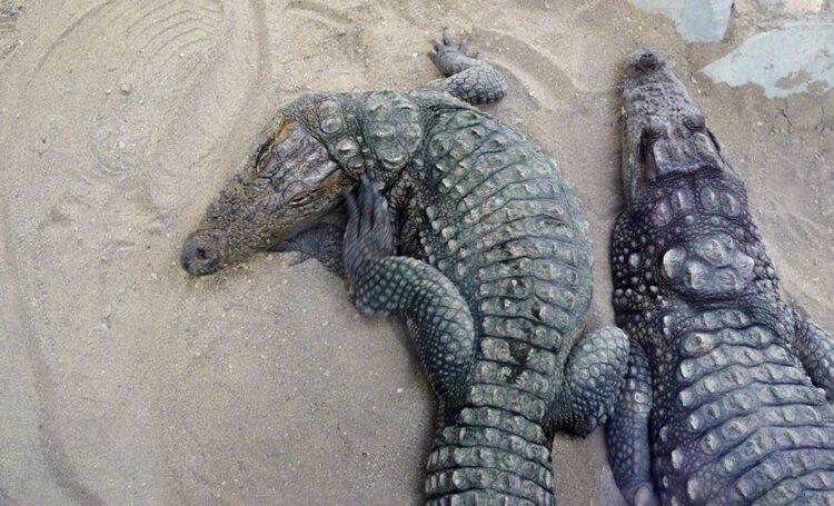 Mugger crocodile