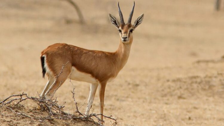 Chinkara Meat