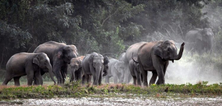 Man-Elephant Conflict