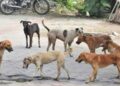 Stray Dogs