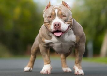 American Bully dog