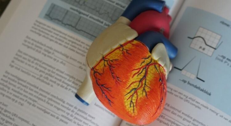 Adopt a simple and affordable lifestyle to prevent heart attacks .(photo;IANSLIFE)