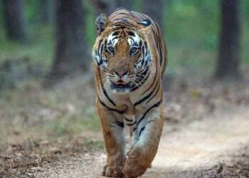 India Tiger