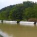 Flood Assam