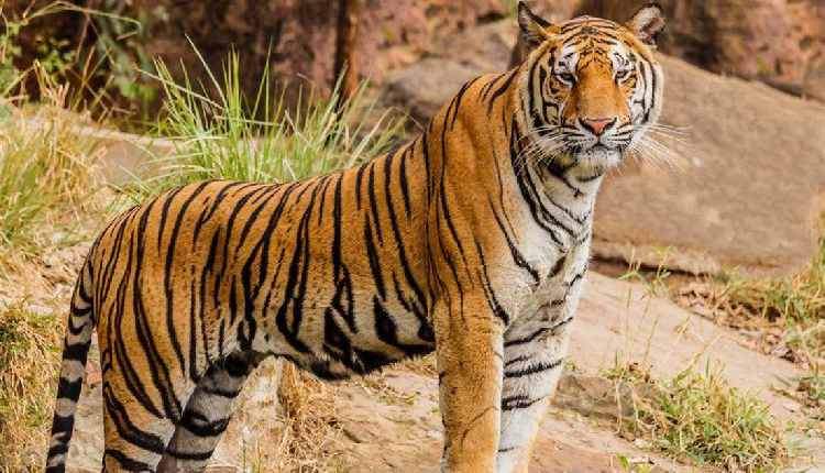 tigers Odisha