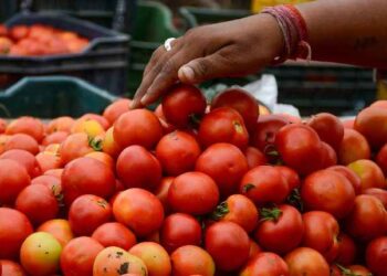 tomato farmer