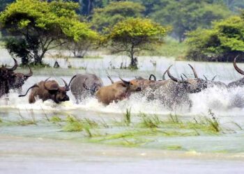 Kaziranga Park