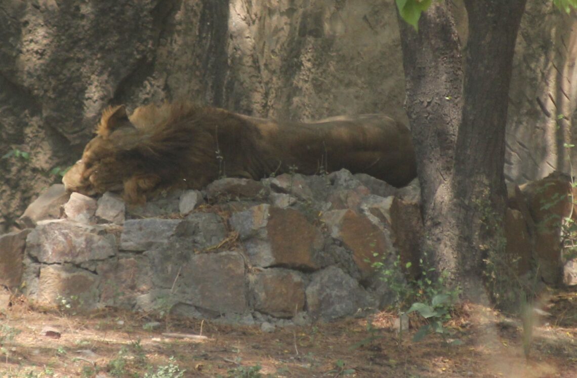 New Delhi: A lion enjoying its siesta inside its enclosure at the National Zoological Park in New Delhi, on June 1, 2019. (Photo: IANS)