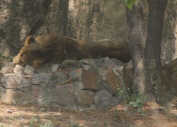 New Delhi: A lion enjoying its siesta inside its enclosure at the National Zoological Park in New Delhi, on June 1, 2019. (Photo: IANS)