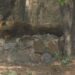 New Delhi: A lion enjoying its siesta inside its enclosure at the National Zoological Park in New Delhi, on June 1, 2019. (Photo: IANS)