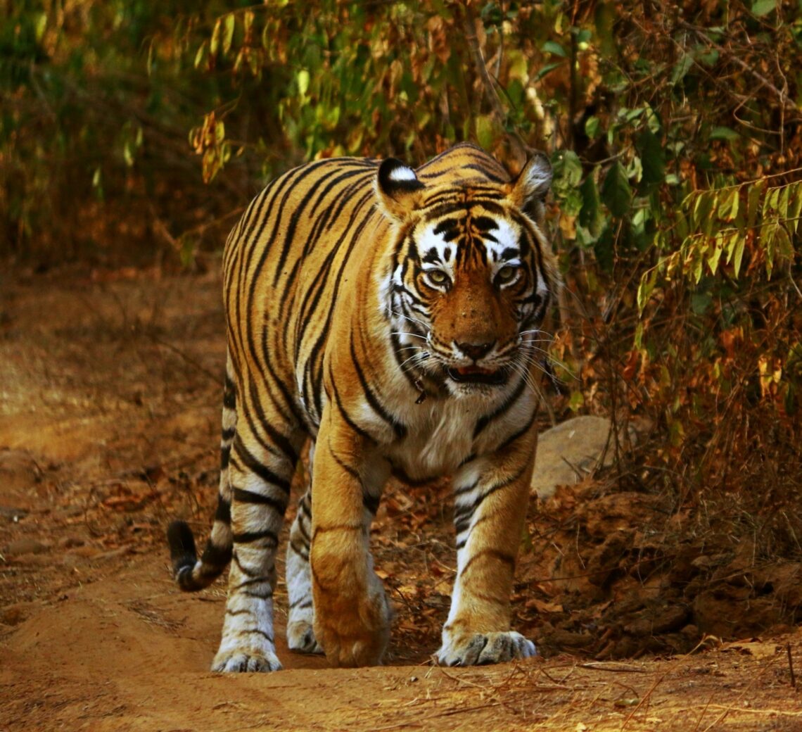 tiger