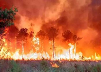 Wildfire France