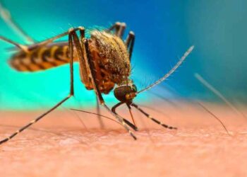 Bangladesh Dengue
