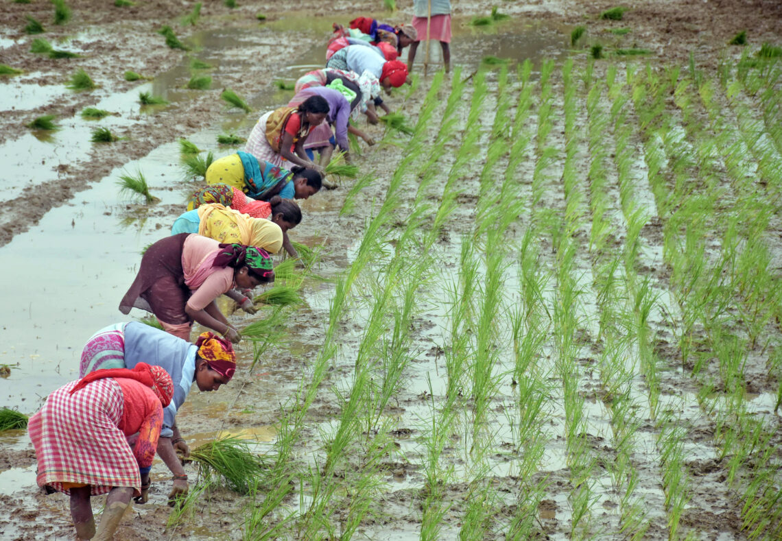 Ranchi : Farmers plant rice saplings at an agricultural field on the outskirts of Ranchi on Saturday, August 19, 2023. (Photo:IANS/Rajesh Kumar)