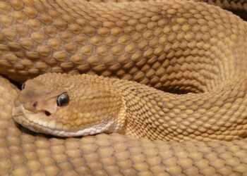 Snake. (Photo: IANS)