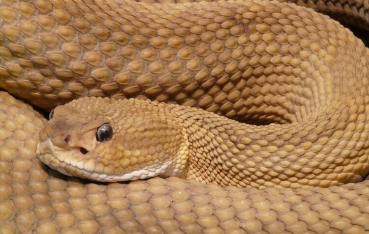 Snake. (Photo: IANS)