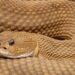 Snake. (Photo: IANS)