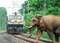 Elephant Corridors