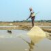 Ganjam: A farmer busy in gathering salt at Humma Salt Factory in Ganjam district, on Tuesday, May 09, 2023.  (Photo: Biswanath swain/IANS)