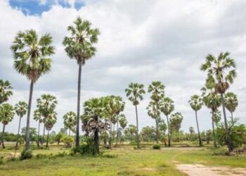 palm tree plantation drive