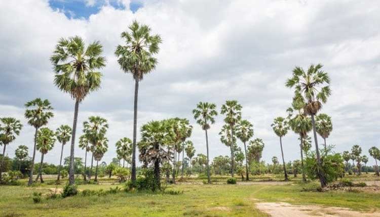 palm tree plantation drive