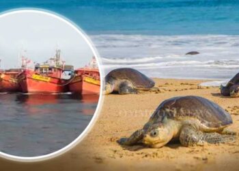 Forest Personnel Engaged In Turtle Protection Drive Escape Attack Bid By Fishing Trawlers In Kendrapara