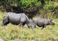 rhino poacher