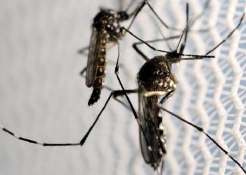 Dengue