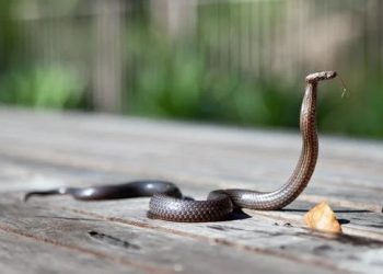 IISc efforts to save country's 2L annual snakebite victims.