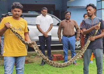 Malkangiri_Python rescued