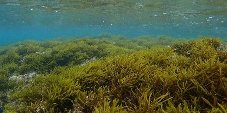 Seaweeds