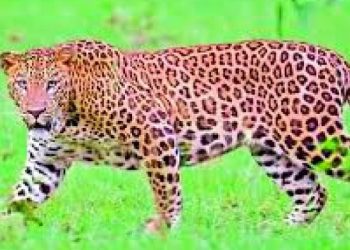 Leopard