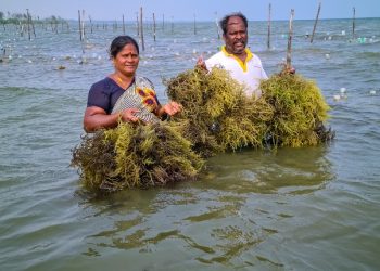 Live Seaweeds