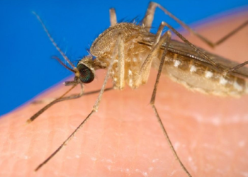 West Nile fever