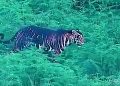 melanistic tiger