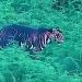 melanistic tiger