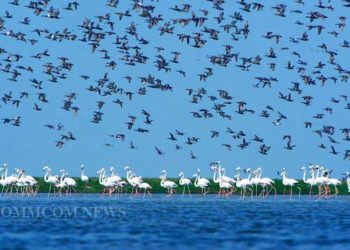 Chilika Lake