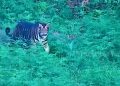 melanistic tiger